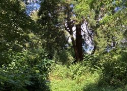 Foto_29.07.20_13_00_29