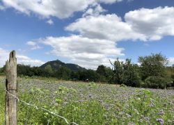 Foto_29.07.20_13_10_46