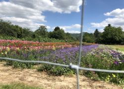 Foto_29.07.20_13_11_38