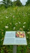 Traumpfad_Streuobstwiesen_02 Traumpfad_Streuobstwiesen_02