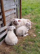 Traumpfad_Streuobstwiesen_08 Traumpfad_Streuobstwiesen_08