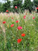 Traumpfad_Streuobstwiesen_10 Traumpfad_Streuobstwiesen_10