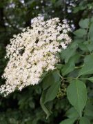 Traumpfad_Streuobstwiesen_15 Traumpfad_Streuobstwiesen_15