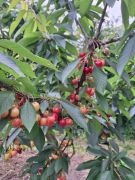 Traumpfad_Streuobstwiesen_18 Traumpfad_Streuobstwiesen_18