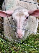 Traumpfad_Streuobstwiesen_20 Traumpfad_Streuobstwiesen_20