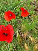 Traumpfad_Streuobstwiesen_26 Traumpfad_Streuobstwiesen_26