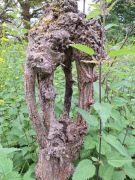 Traumpfad_Streuobstwiesen_27 Traumpfad_Streuobstwiesen_27