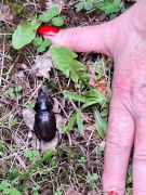 Traumpfad_Streuobstwiesen_29 Traumpfad_Streuobstwiesen_29