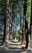 Rheisteig_Honnef-Unkel_04