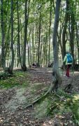 Rheisteig_Honnef-Unkel_05