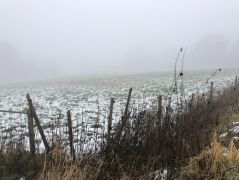 2025-01-15_Rund_um_den_Rodderberg_06