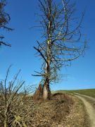 07_20250308_Kulturlandweg_Sieg