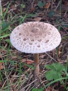 04 2025 09 20 Herbstlicher Kottenforst