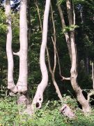 08 2025 09 20 Herbstlicher Kottenforst
