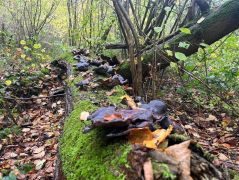 32_2025-11-01_Nette-Schieferpfad