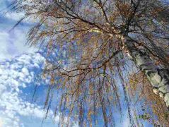 03_2025-11-05_Von_Mehlem_ins_Ländchen