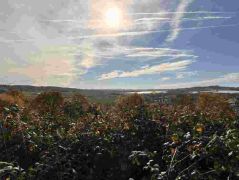 19_2025-11-05_Von_Mehlem_ins_Ländchen