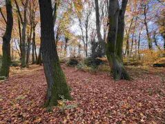 26_2025-11-05_Von_Mehlem_ins_Ländchen