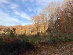 31_2025-11-05_Von_Mehlem_ins_Ländchen