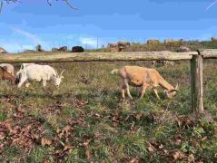 36_2025-11-05_Von_Mehlem_ins_Ländchen