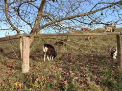 38_2025-11-05_Von_Mehlem_ins_Ländchen