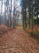 06_2025-11-15_Birnen_und_Rotwein