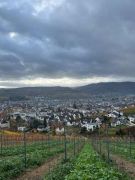 20_2025-11-15_Birnen_und_Rotwein
