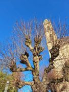 06_2025-11-22_Apollinarisschleife