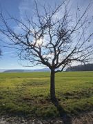 14_2025-11-22_Apollinarisschleife