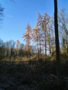 15_2025-11-22_Apollinarisschleife