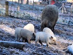 17_2025-11-22_Apollinarisschleife