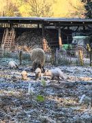 19_2025-11-22_Apollinarisschleife