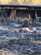 21_2025-11-22_Apollinarisschleife