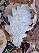 22_2025-11-22_Apollinarisschleife