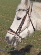 38_2025-11-22_Apollinarisschleife