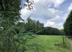 Foto_04.08.21_13_04_41 Foto_04.08.21_13_04_41